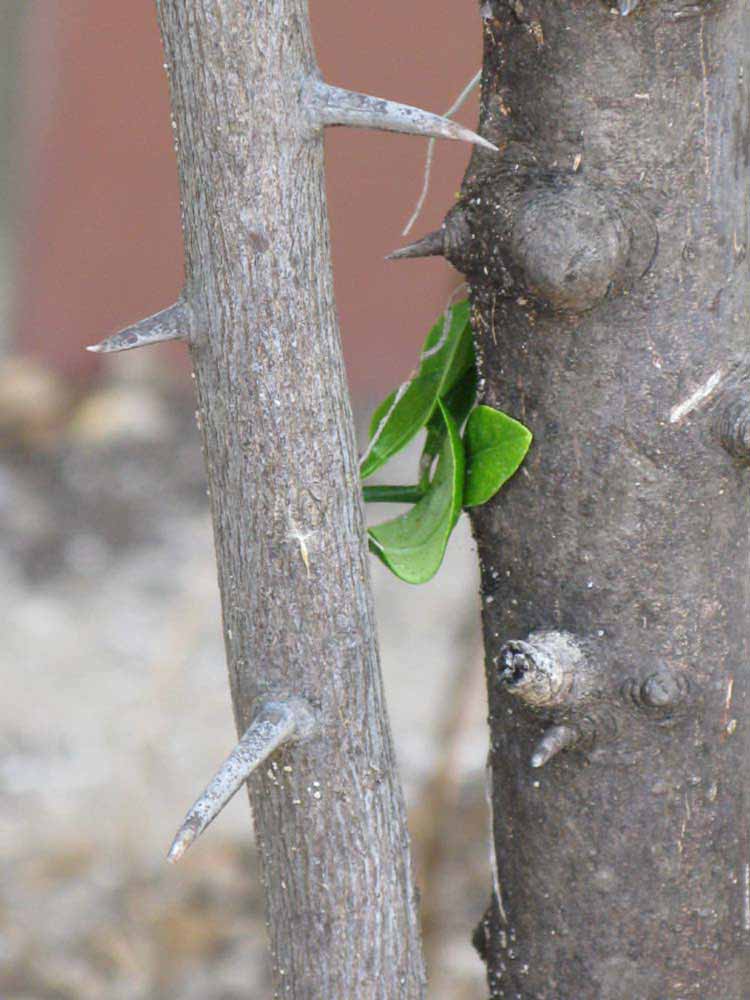            Bark (Winter Haven, FL)      